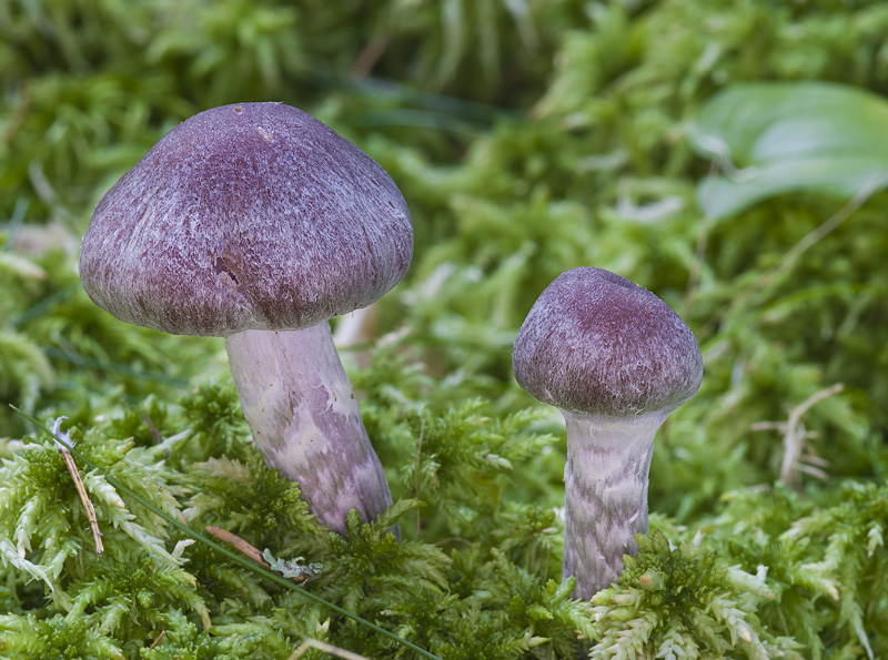 Cortinarius evernius